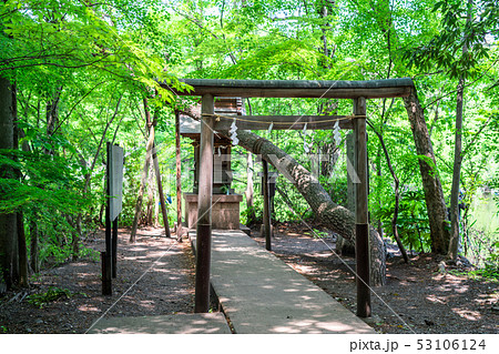 東京 春の石神井公園(水神社の鳥居) 東京 春の石神井公園(水神社の鳥居) 53106124