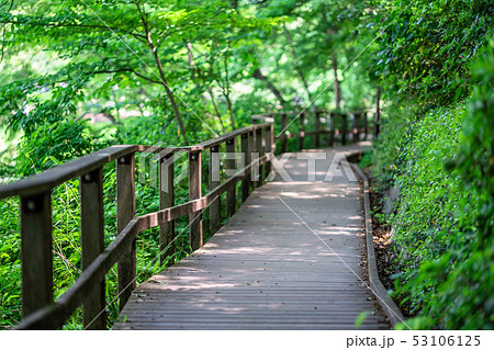 東京　春の石神井公園 53106125