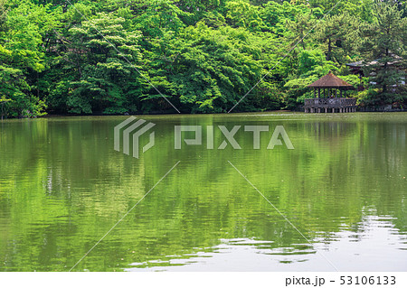 東京　春の石神井公園（三宝寺池） 53106133
