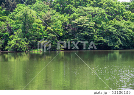 東京　春の石神井公園（三宝寺池） 53106139