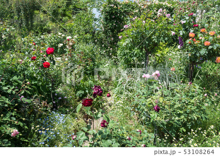 一般住宅のバラ庭 一般住宅のバラ庭 53108264