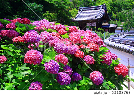 長谷寺 奈良県 桜井市 に咲く紫陽花の写真素材