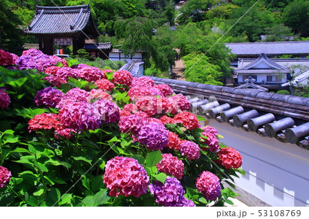 長谷寺 奈良県 桜井市 に咲く紫陽花の写真素材