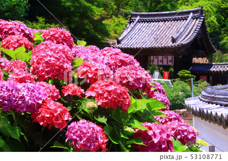 長谷寺 奈良県 桜井市 に咲く紫陽花の写真素材