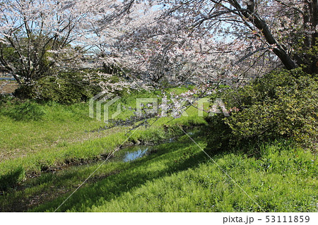 桜　＊＊＊　さくら　サクラ　SAKURA　＊＊＊ 53111859