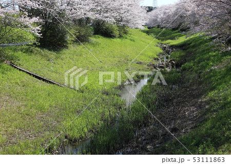 桜　＊＊＊　さくら　サクラ　SAKURA　＊＊＊ 53111863