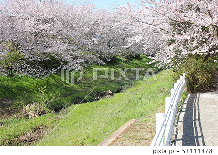 桜 *** さくら サクラ SAKURA *** 桜 *** さくら サクラ SAKURA *** 53111878