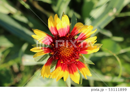 ガイラルディア・ゴブリン 53111899