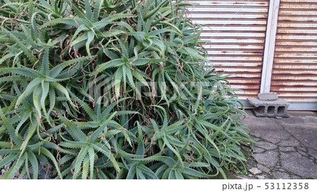 アロエとシャッター 53112358