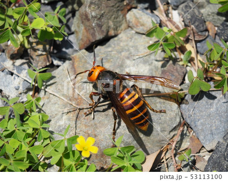 オオスズメバチ オオスズメバチ 53113100