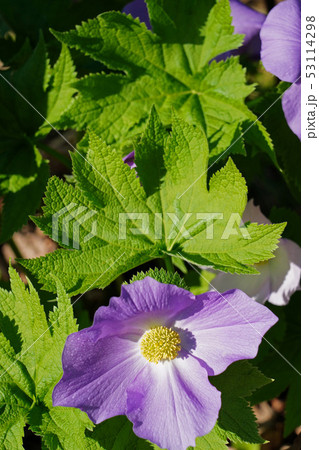 美しい薄紫色のシラネアオイ 美しい薄紫色のシラネアオイ 53114298