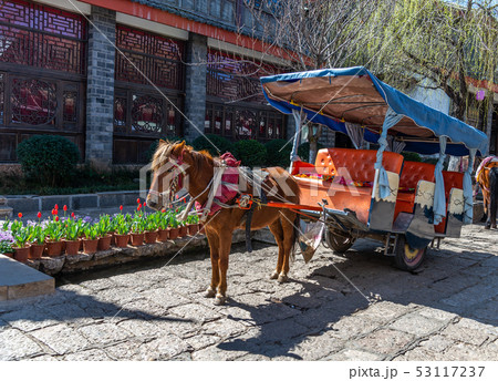 動物 動物学 馬 53117237