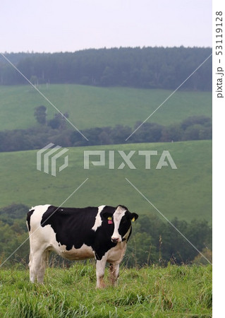 北海道　上士幌　ナイタイ高原牧場　放牧される牛 53119128