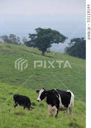 北海道 上士幌 ナイタイ高原牧場 放牧される牛 北海道 上士幌 ナイタイ高原牧場 放牧される牛 53119144