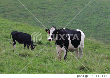北海道　上士幌　ナイタイ高原牧場　放牧される牛 53119146