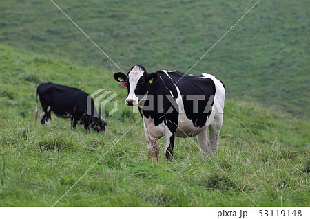 北海道　ナイタイ高原牧場　放牧される牛 53119148