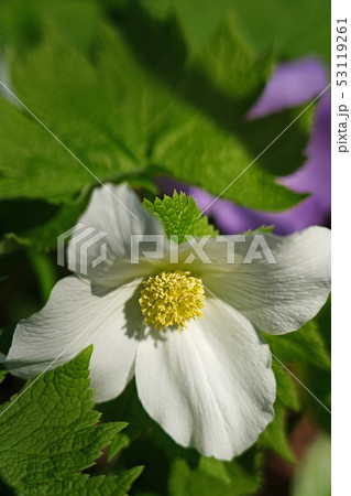 美しい白色のシラネアオイ 美しい白色のシラネアオイ 53119261