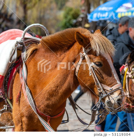動物 動物学 馬 53119304