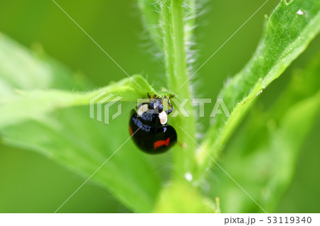 ナミテントウ(二紋) ナミテントウ(二紋) 53119340