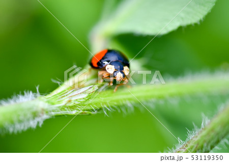 ナミテントウ(二紋) ナミテントウ(二紋) 53119350