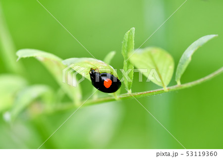 ナミテントウ(二紋) ナミテントウ(二紋) 53119360