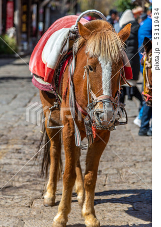 動物 動物学 馬 53119434