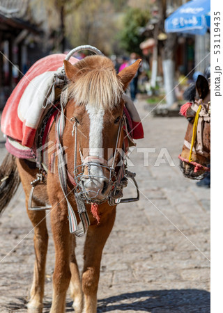 動物 動物学 馬 53119435