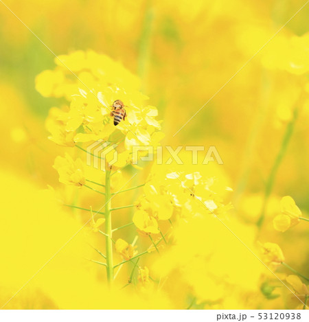 菜の花と蜜蜂 53120938
