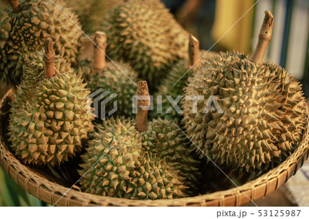 King of fruits, Durian is tropical fruit of King of fruits, Durian is tropical fruit of 53125987