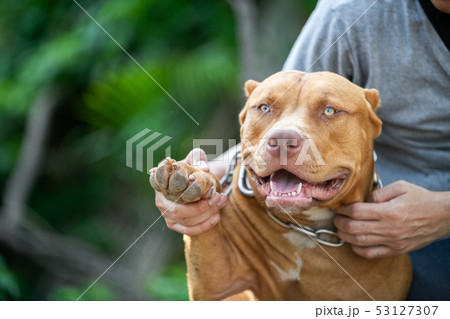 Man playing with American Pit Bull Terrier dog 53127307