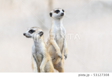 Meerkat Suricata suricatta, African native animal, 53127308