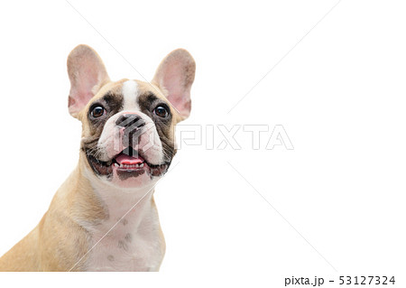 Cute french bulldog puppy looking isolated 53127324