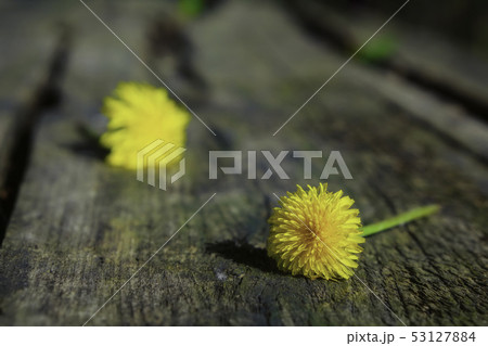 Two flowering dandelions 53127884