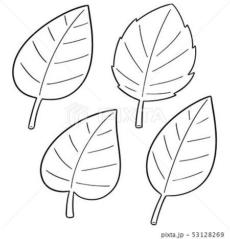 vector set of leaves vector set of leaves 53128269