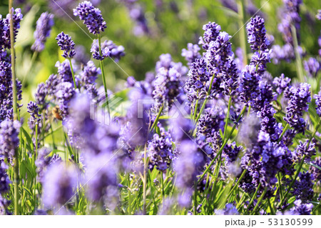 城ヶ島新名所ラベンダー畑 初夏 の写真素材