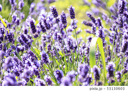 城ヶ島新名所ラベンダー畑 初夏 の写真素材