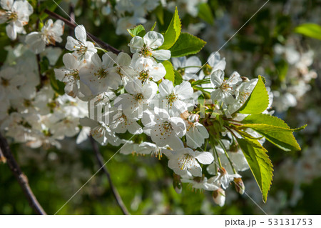 Spring may bloom, the cherry and white colours. 53131753