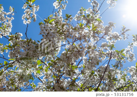 Spring may bloom, the cherry and white colours. 53131756