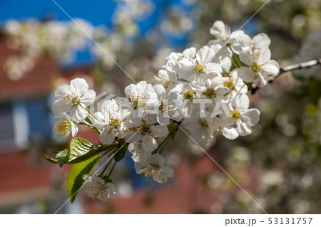 Spring may bloom, the cherry and white colours. 53131757