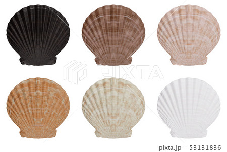 Set of sea shell outer side isolated on white background with shadow. Sea shell front view, 3D Set of sea shell outer side isolated on white background with shadow. Sea shell front view, 3D 53131836