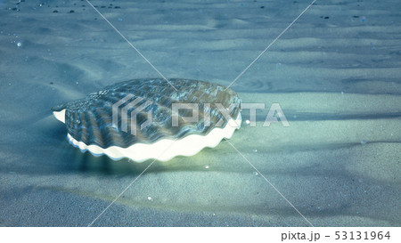 Mother of pearls underwater. Closed sea shell underwater self-luminous from the inside. Oysters and 53131964