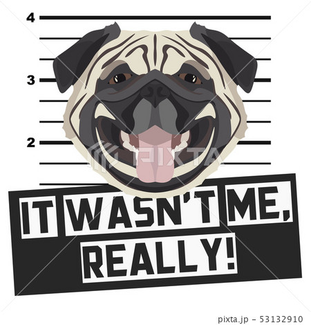 Mugshot mug shot Pug Mugshot mug shot Pug 53132910
