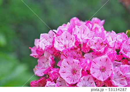 赤いカルミアの花 53134287