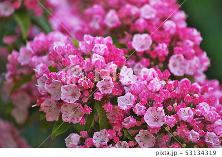 赤いカルミアの花 53134319