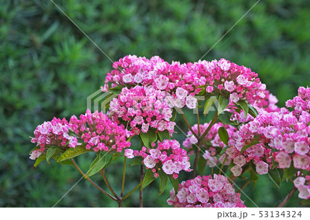赤いカルミアの花 53134324