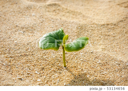 ハマヒルガオの新芽 ハマヒルガオの新芽 53134656