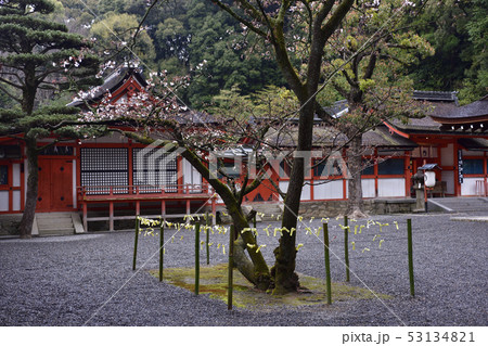 吉田神社　開運桜 53134821