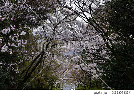 宗忠神社　桜 53134837