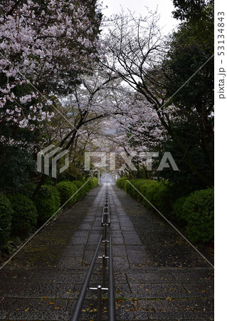 宗忠神社 桜 宗忠神社 桜 53134843