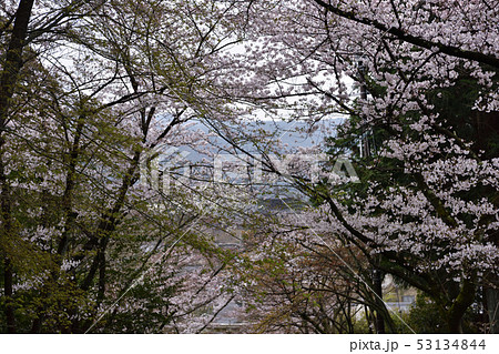 宗忠神社　桜 53134844
